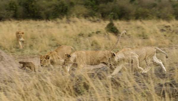 Video: Cầy mangut quyết chiến, phá vòng vây của đàn sư tử 2