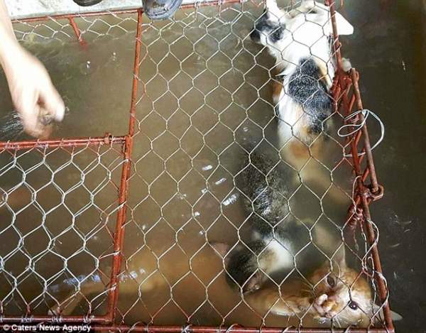 Khu chợ bán thịt mèo ở Việt Nam lên báo Anh 3