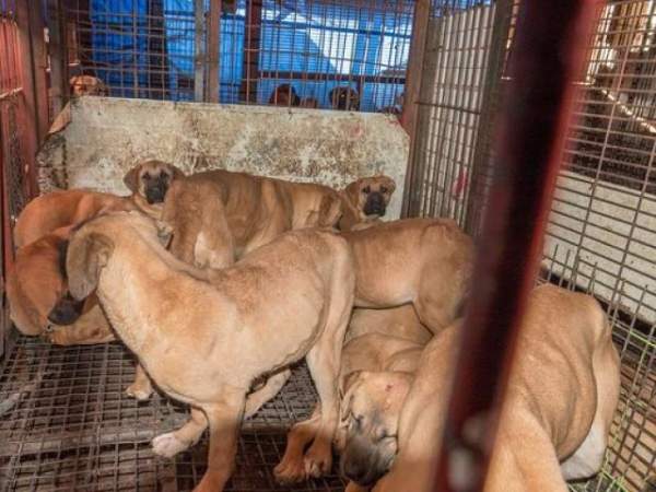 Khu chợ bán thịt mèo ở Việt Nam lên báo Anh 5