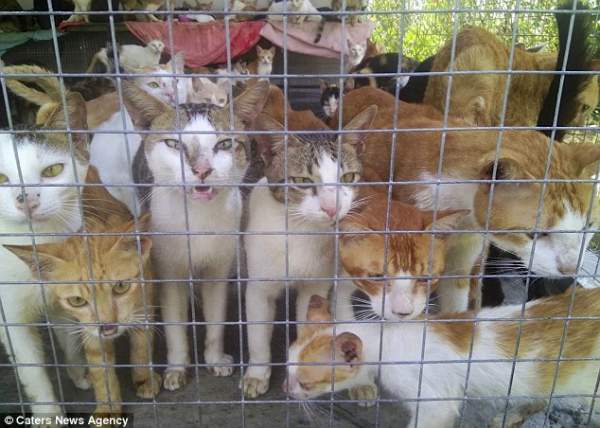 Khu chợ bán thịt mèo ở Việt Nam lên báo Anh 2