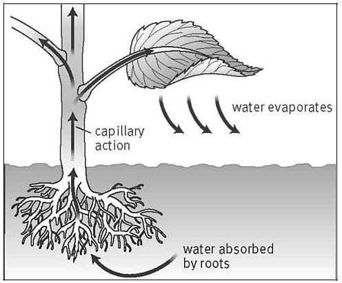 Tại sao cây cối lại bị “héo rũ xuống” khi thiếu nước? 3