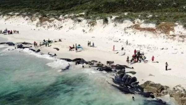 Gần 150 con cá voi chết trên bờ biển Australia 2