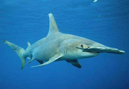 Những loài cá mập sát thủ của đại dương 7
