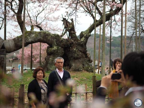 Chiêm ngưỡng cây anh đào được chính phủ Nhật xếp vào hàng báu vật quốc gia 3