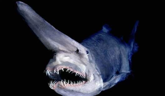 Những loài cá mập sát thủ của đại dương 9