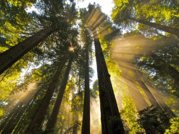 Những cây gỗ đỏ cổ xưa cao nhất thế giới 6