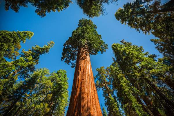 Những cây gỗ đỏ cổ xưa cao nhất thế giới 8