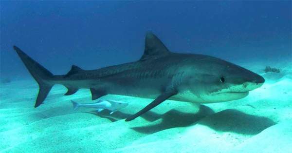 Những loài cá mập sát thủ của đại dương 11