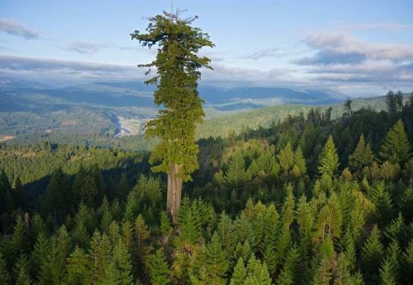 Những cây gỗ đỏ cổ xưa cao nhất thế giới 3