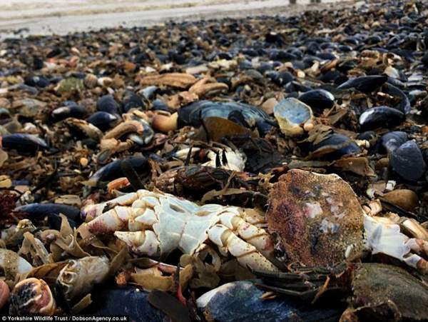 Sau bão "Quái thú phương Đông" càn quét, sinh vật biển chết như ngả rạ 6