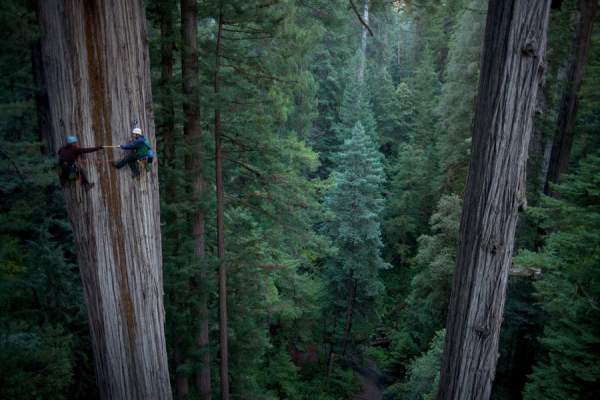 Những cây gỗ đỏ cổ xưa cao nhất thế giới 7