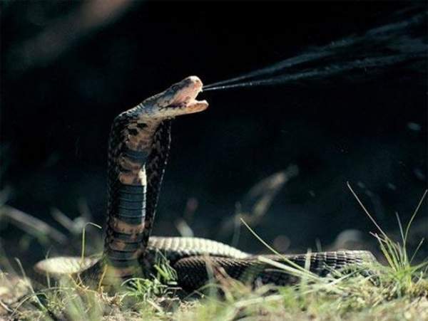 Những chuyện lạ ít biết về loài rắn 4