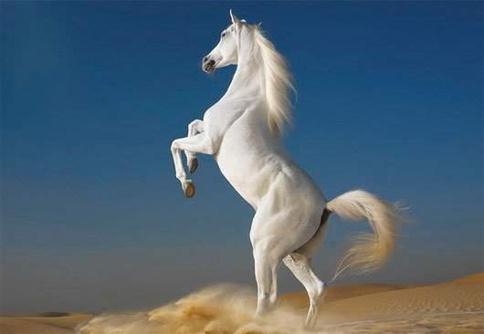 Những con ngựa nổi tiếng trong sử sách Trung Quốc 4