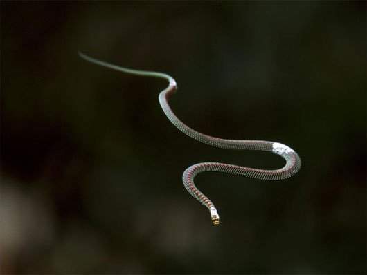 Những chuyện lạ ít biết về loài rắn 3