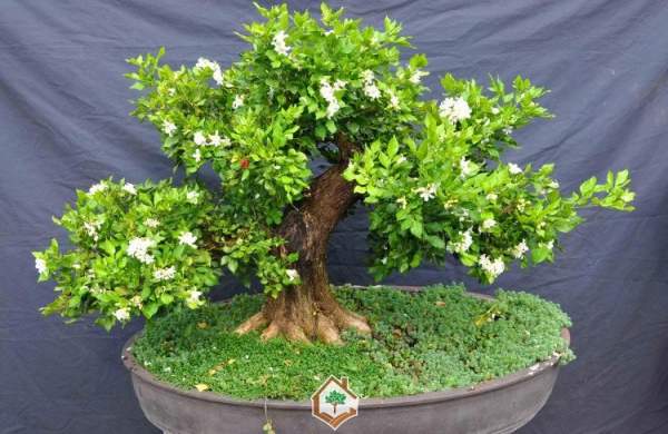 Hướng dẫn trồng cây nguyệt quế bonsai đơn giản nhất 2
