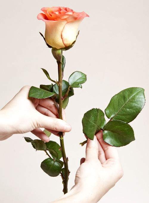 Cách cắm hoa Valentine đơn giản tặng người ấy của bạn 6