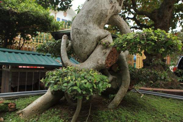 Duối cổ hình chữ Tâm “đẹp nhất Việt Nam”, giá triệu đô của đại gia Phú Thọ 5