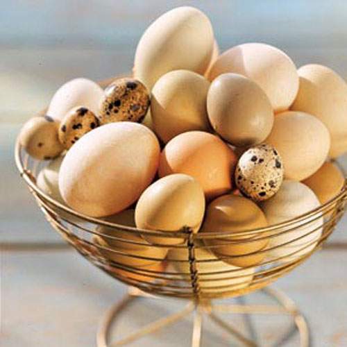 7 mẹo hay giúp bảo quản trứng trong ngày nắng nóng 4