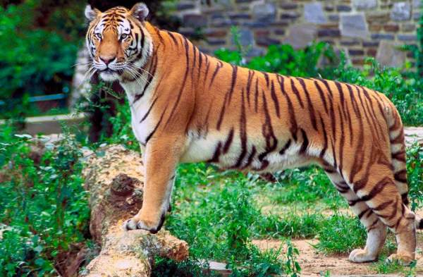 10 loài động vật đẹp nhất thế giới 9