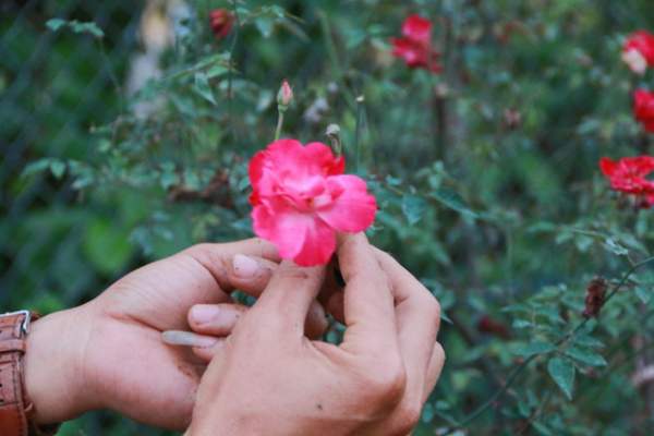 Ngắm vườn hồng cổ “nghìn người mê” của anh nông dân Ninh Bình 9
