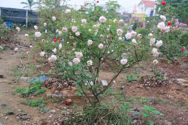 Ngắm vườn hồng cổ “nghìn người mê” của anh nông dân Ninh Bình 11