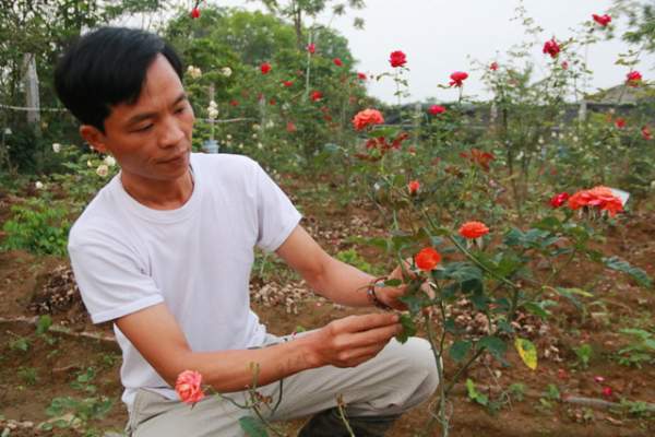 Ngắm vườn hồng cổ “nghìn người mê” của anh nông dân Ninh Bình 4