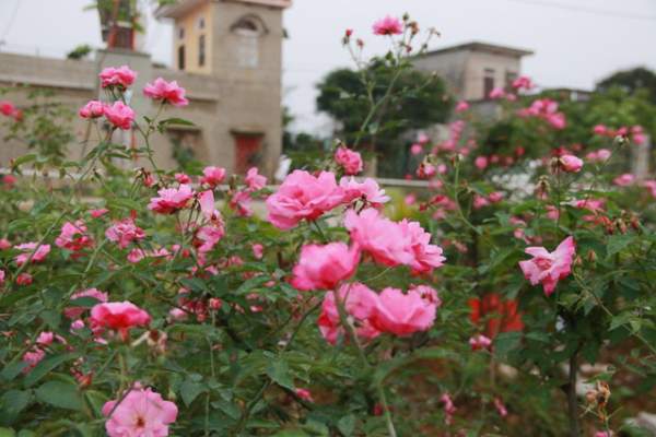 Ngắm vườn hồng cổ “nghìn người mê” của anh nông dân Ninh Bình 6