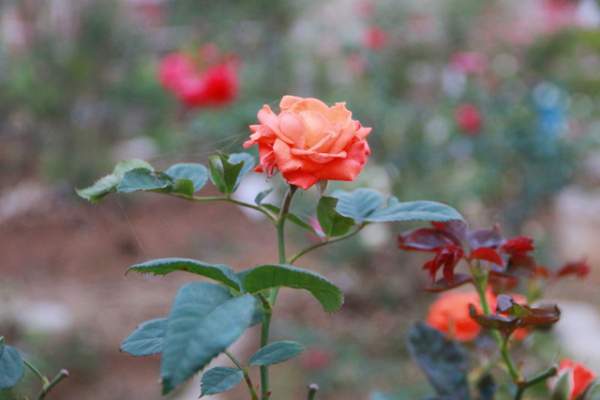 Ngắm vườn hồng cổ “nghìn người mê” của anh nông dân Ninh Bình 8