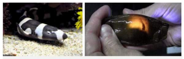 Cận cảnh trứng cá mập: nhìn giống nòng nọc mà có “lòng đào” giống trứng gà đến lạ 6