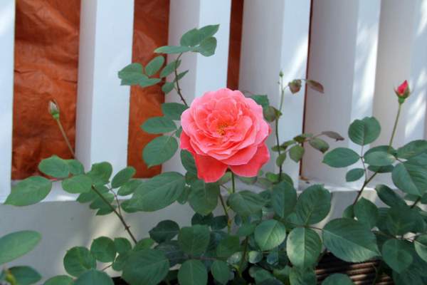 Mê mẩn vườn hồng tuyệt đẹp của ông chủ thầu xây dựng 12