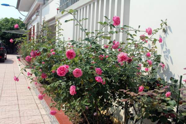 Mê mẩn vườn hồng tuyệt đẹp của ông chủ thầu xây dựng 7