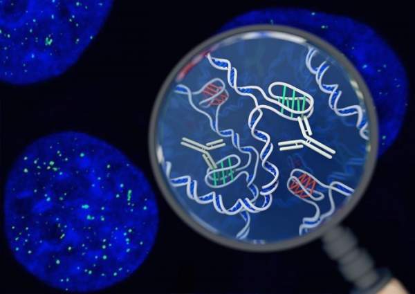 Phát hiện cấu trúc gene mới trong tế bào người 2