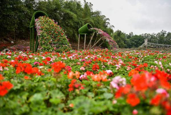 Ngắm nhìn khu vườn 70.000 m2 rực rỡ sắc hoa ở Hà Nội 6