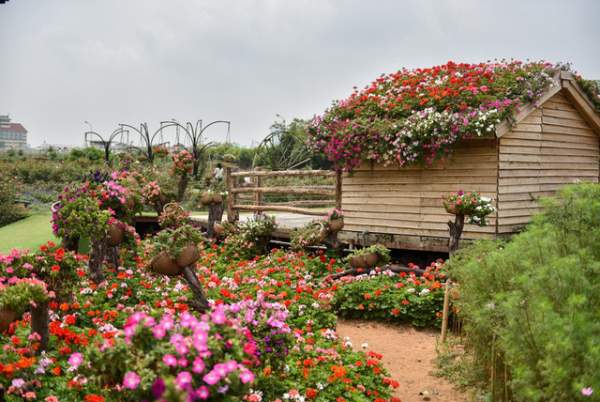 Ngắm nhìn khu vườn 70.000 m2 rực rỡ sắc hoa ở Hà Nội 10