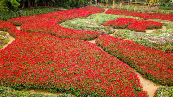 Ngắm nhìn khu vườn 70.000 m2 rực rỡ sắc hoa ở Hà Nội 4
