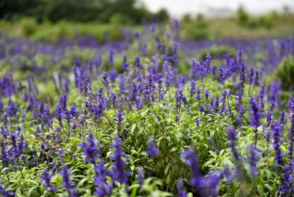 Ngắm nhìn khu vườn 70.000 m2 rực rỡ sắc hoa ở Hà Nội 5
