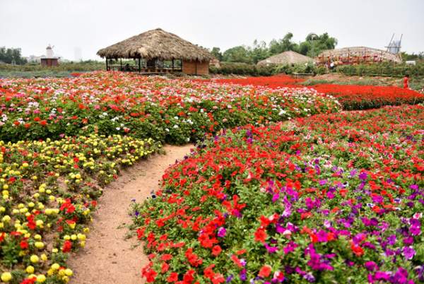 Ngắm nhìn khu vườn 70.000 m2 rực rỡ sắc hoa ở Hà Nội 11