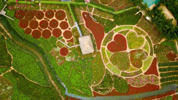 Ngắm nhìn khu vườn 70.000 m2 rực rỡ sắc hoa ở Hà Nội 2