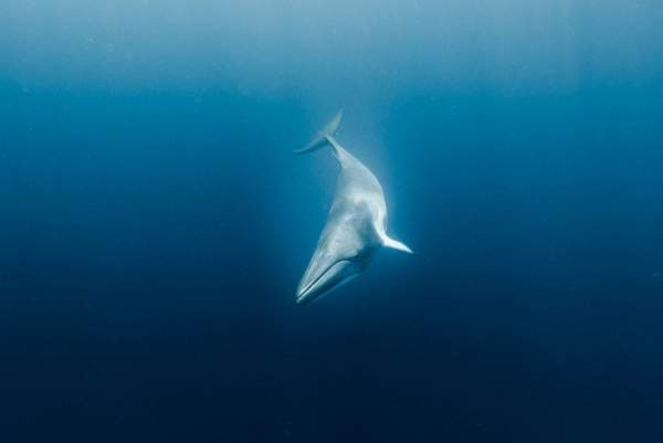 Hé lộ bí mật giúp cá voi lặn "siêu giỏi" 2