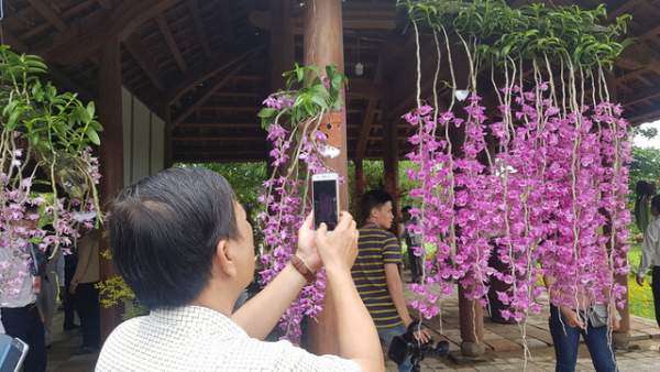 Hơn 1.000 cây kiểng, phong lan tỏa hương sắc tại Hoàng cung Huế 2