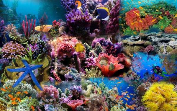 Chuyện gì sẽ xảy ra nếu toàn bộ rạn san hô trên Trái đất này biến mất? 4