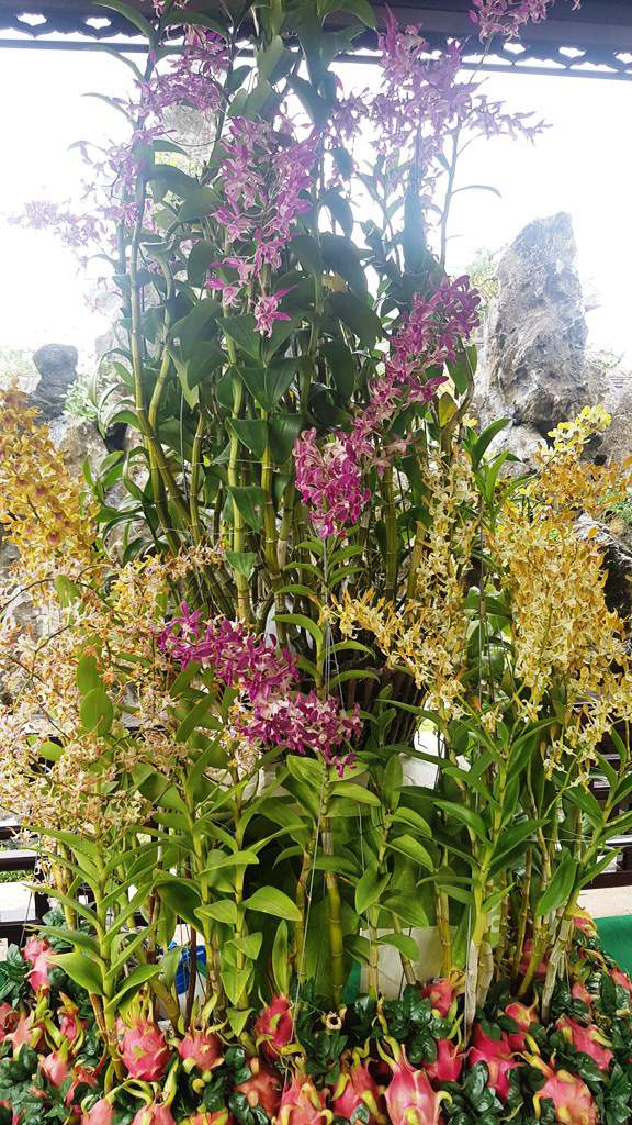 Hơn 1.000 cây kiểng, phong lan tỏa hương sắc tại Hoàng cung Huế 14