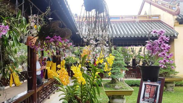 Hơn 1.000 cây kiểng, phong lan tỏa hương sắc tại Hoàng cung Huế 13
