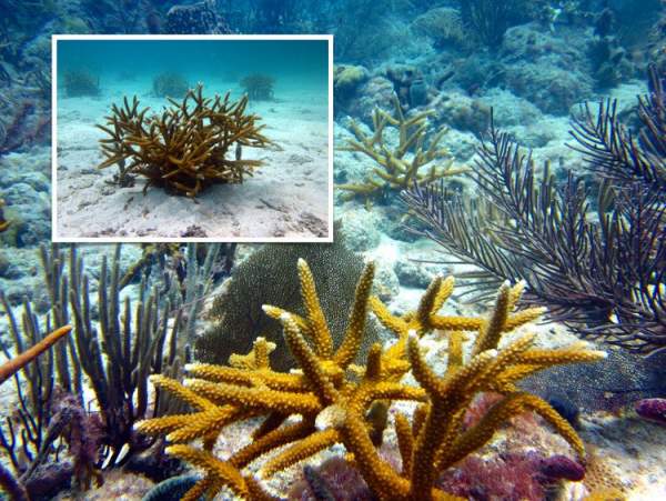 Chuyện gì sẽ xảy ra nếu toàn bộ rạn san hô trên Trái đất này biến mất? 2
