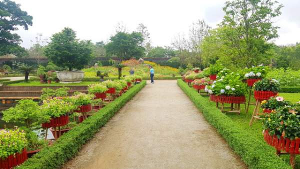 Hơn 1.000 cây kiểng, phong lan tỏa hương sắc tại Hoàng cung Huế 4