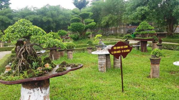 Hơn 1.000 cây kiểng, phong lan tỏa hương sắc tại Hoàng cung Huế 7