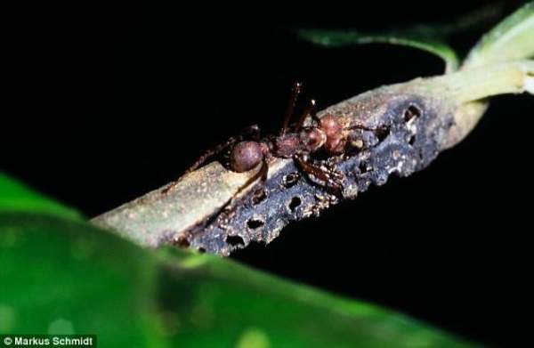 Rùng rợn với chiếc bẫy như thời Trung cổ của loài kiến nhỏ, xẻ thịt con mồi to gấp 50 lần 3
