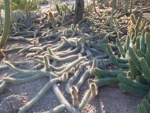 Độc đáo loài xương rồng tự chết để tiếp tục tồn tại và lan rộng khắp sa mạc 2