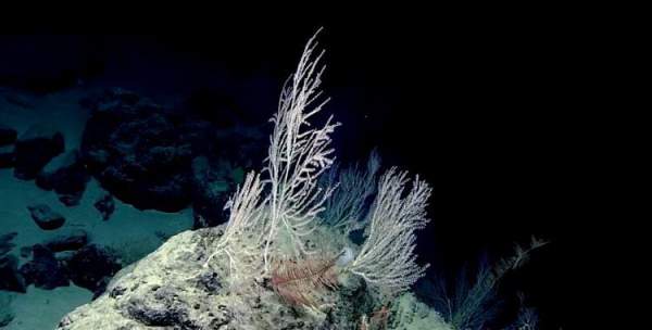 Phát hiện khu "rừng san hô" bí ẩn hơn 1000 tuổi, sâu 2.300m dưới đáy biển 2