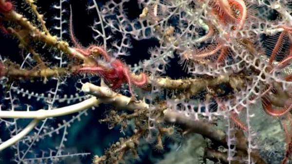 Phát hiện khu "rừng san hô" bí ẩn hơn 1000 tuổi, sâu 2.300m dưới đáy biển 3